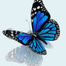 kaz123c