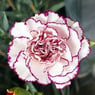 Carnation73