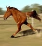 horsetips