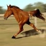 horsetips