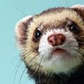 ferret052uk