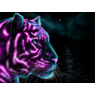 jerseytiger