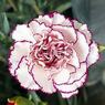 Carnation73