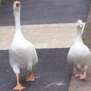 goose6