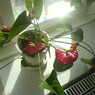 aamer