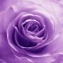 PurpleRose1989
