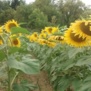 Sunflowerpetal