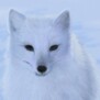 arcticfox