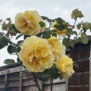SauvignonGirl52