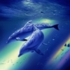 dolphin25uk